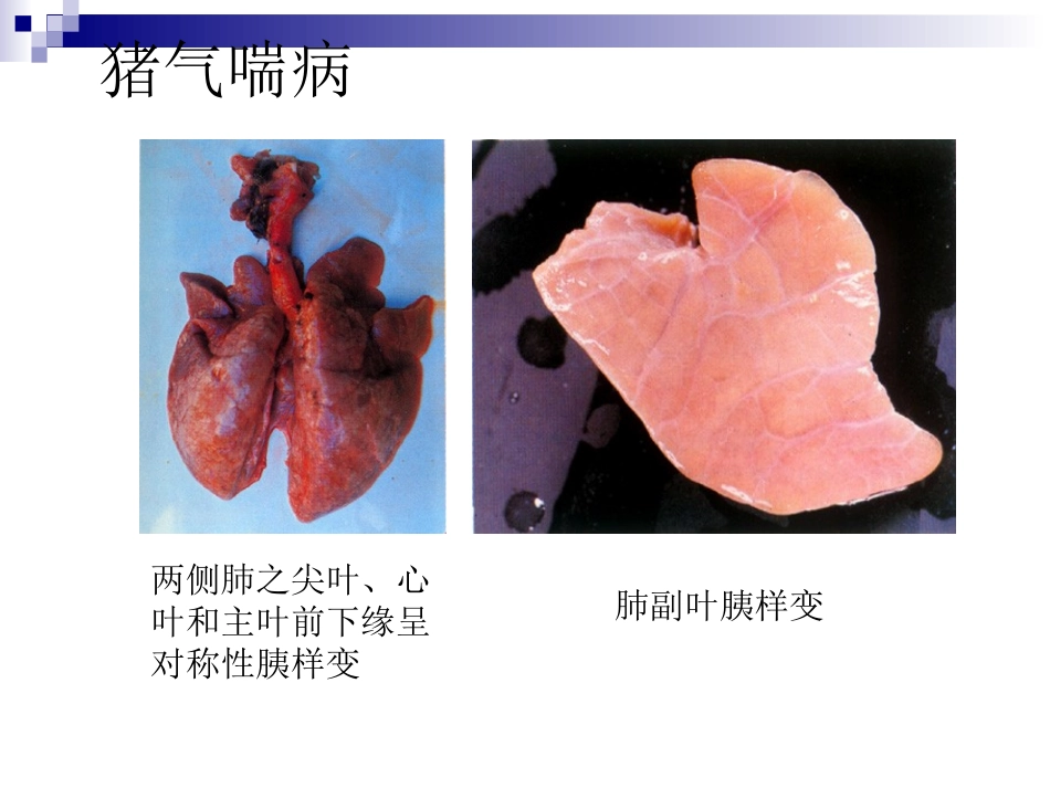 猪病彩色图谱(二)_第2页
