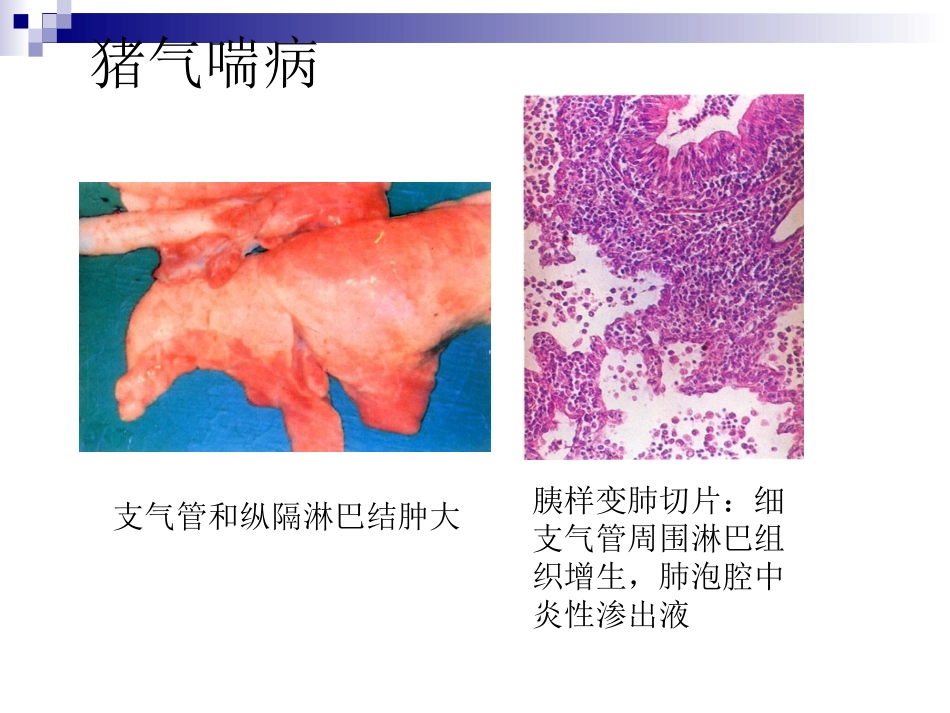 猪病彩色图谱(二)_第3页