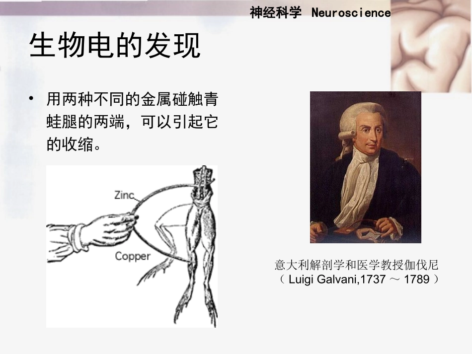 神经元的电活动_第2页