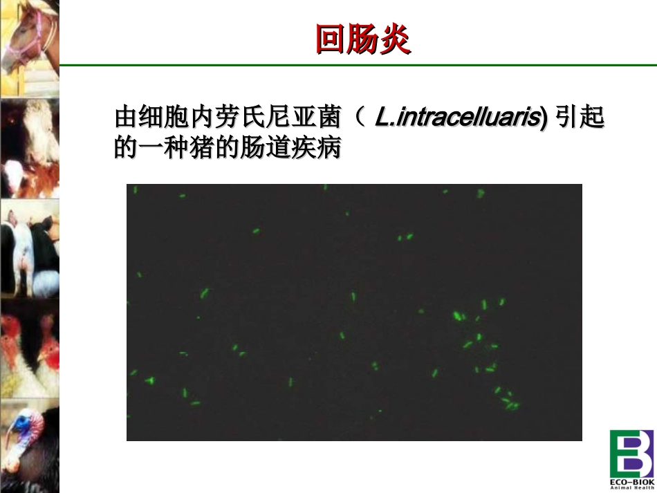 猪回肠炎---猪回肠炎简介_第2页
