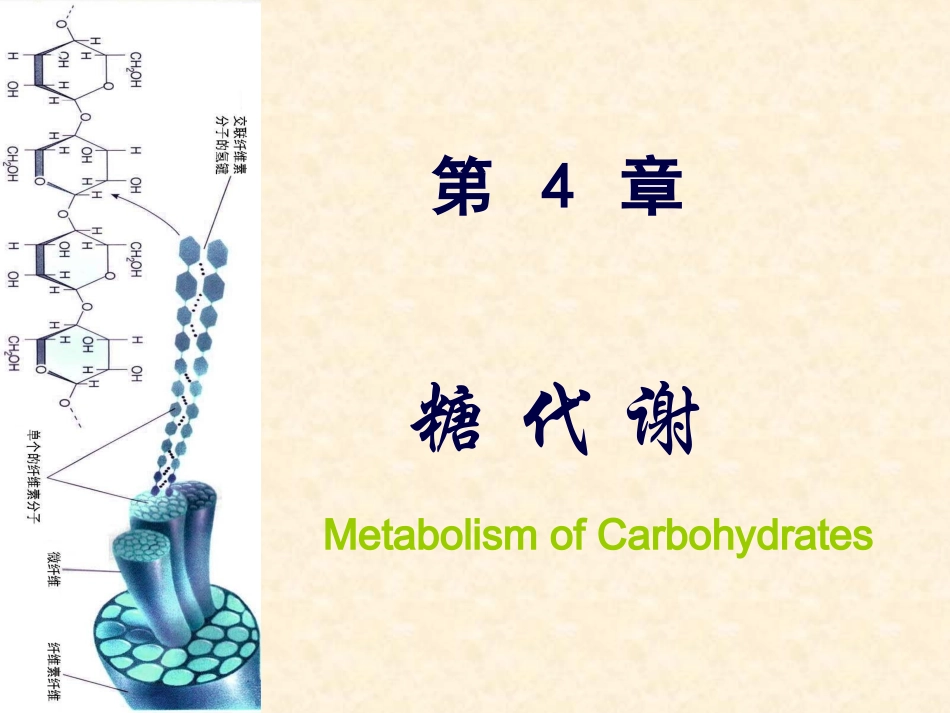 糖代谢 04_第1页
