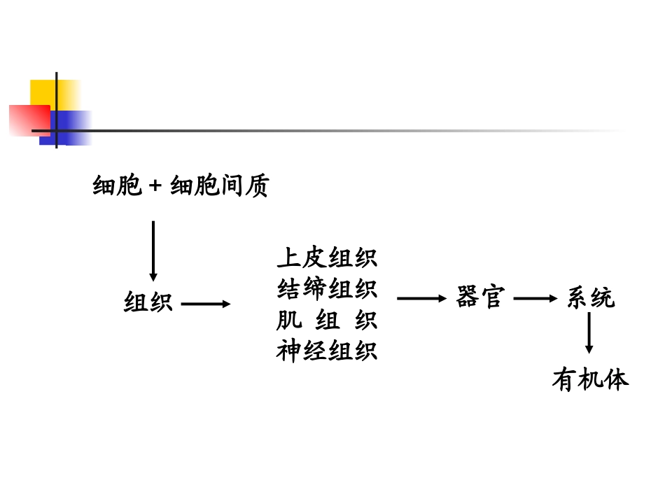 第2章：上皮组织_第1页