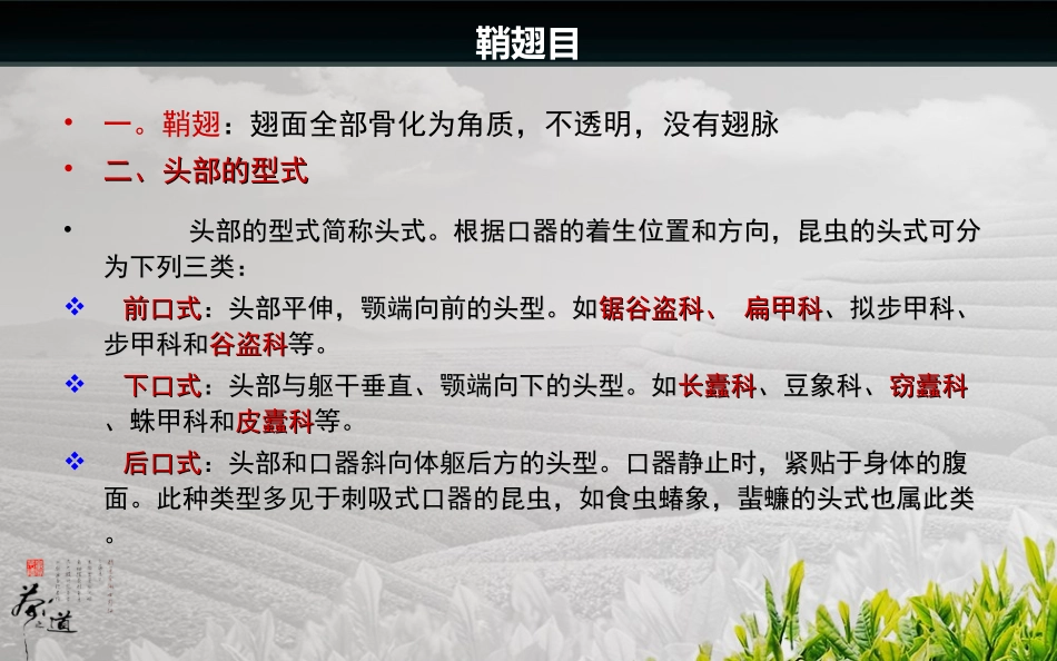 鞘翅目 zoo_第3页