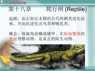 第十八章：爬行纲