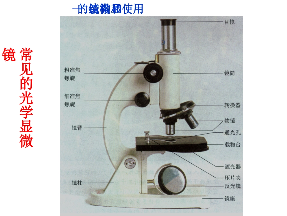 实验1.1细胞的观察和测量_第3页