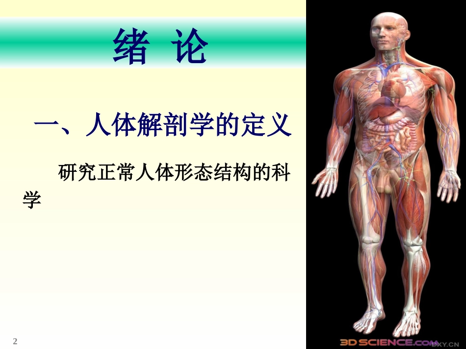 chapter01骨学_第2页