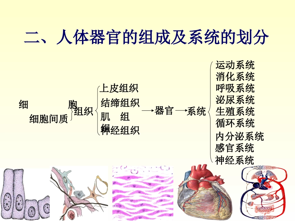 chapter01骨学_第3页