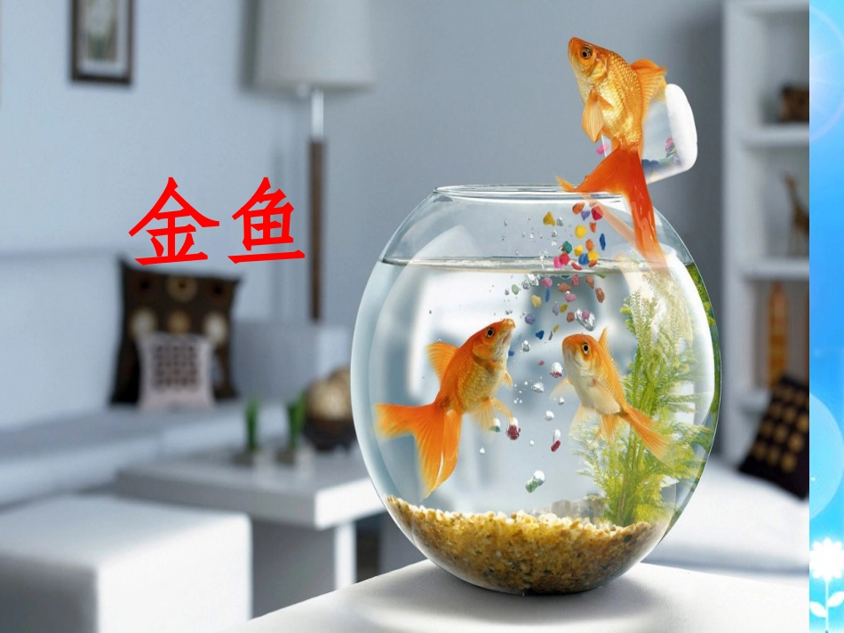 金鱼.ppt_第2页