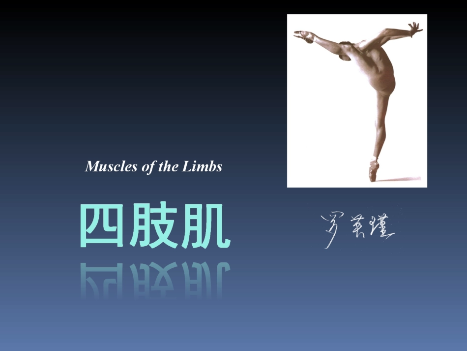 罗英瑾 02-03 四肢肌_第1页