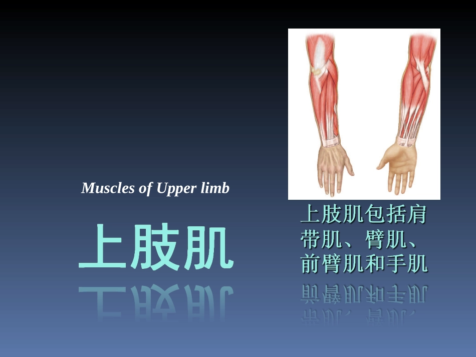 罗英瑾 02-03 四肢肌_第2页