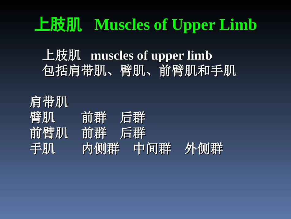 罗英瑾 02-03 四肢肌_第3页