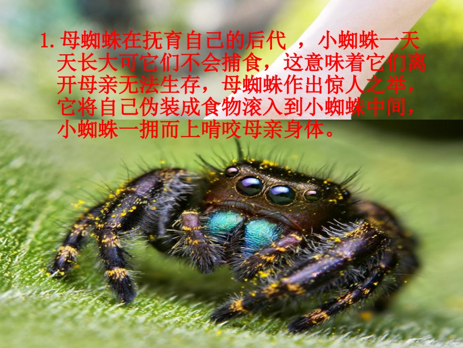动物界的母爱_第3页