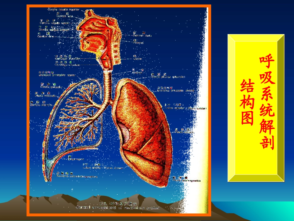 第六章 呼吸_第1页