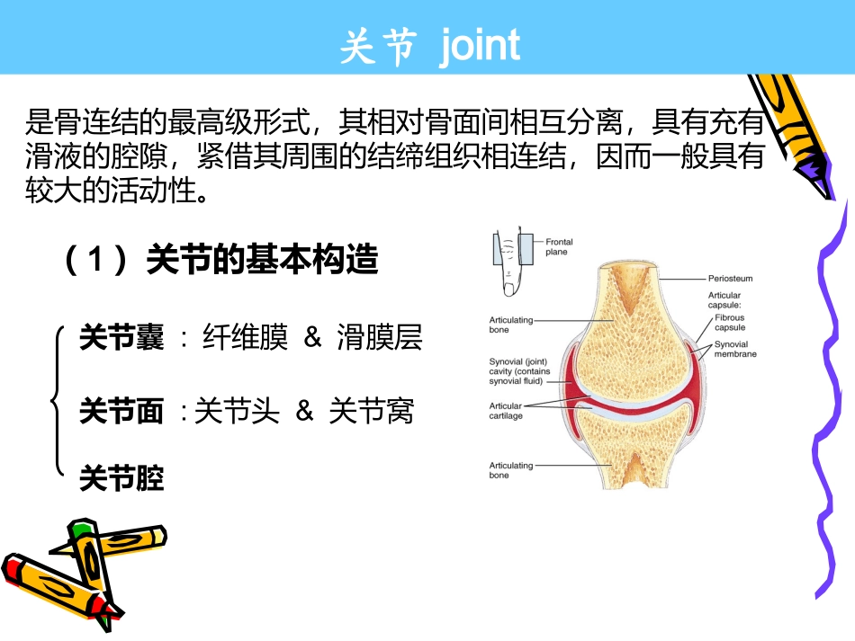 系解pbl--膝关节_第2页
