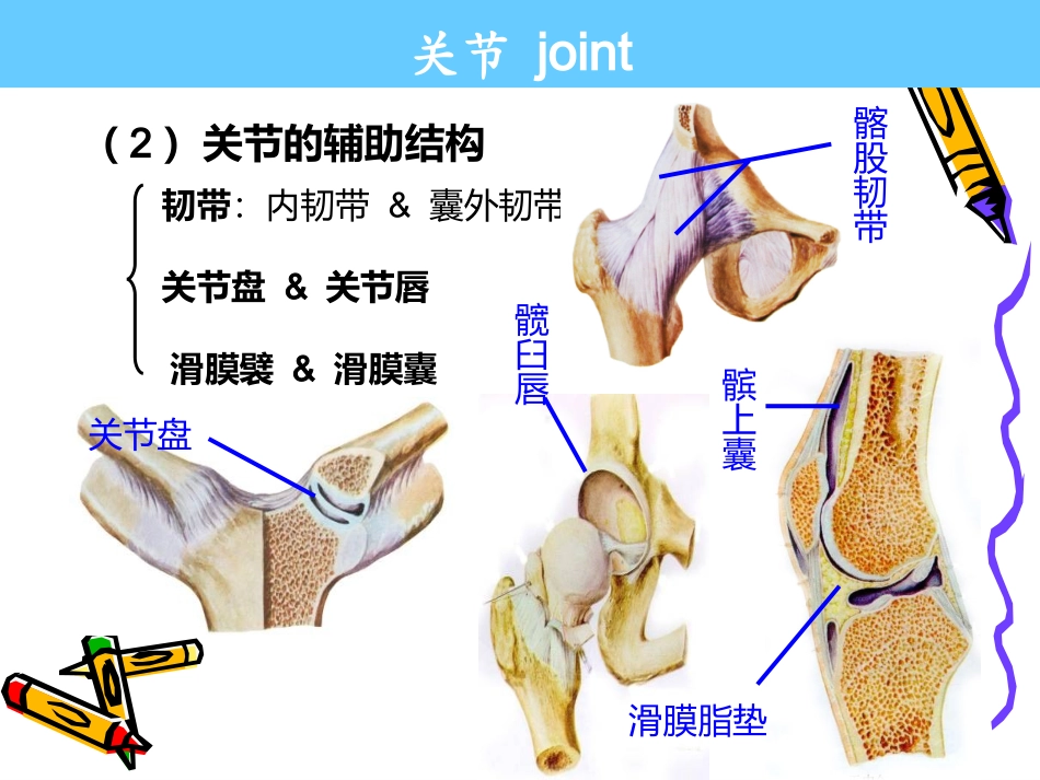系解pbl--膝关节_第3页
