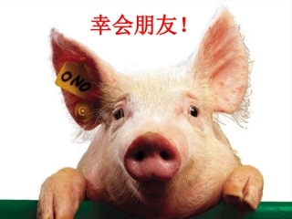 夏季猪高热病防制技术