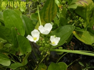 药用植物学藻类植物