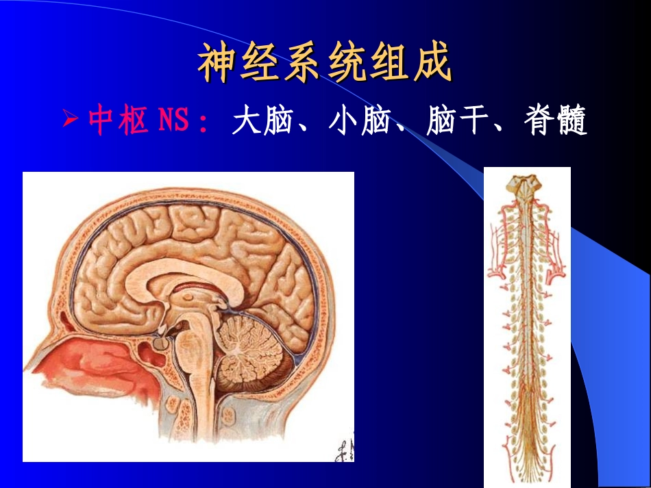 入科教育2：神经系统检查_第2页