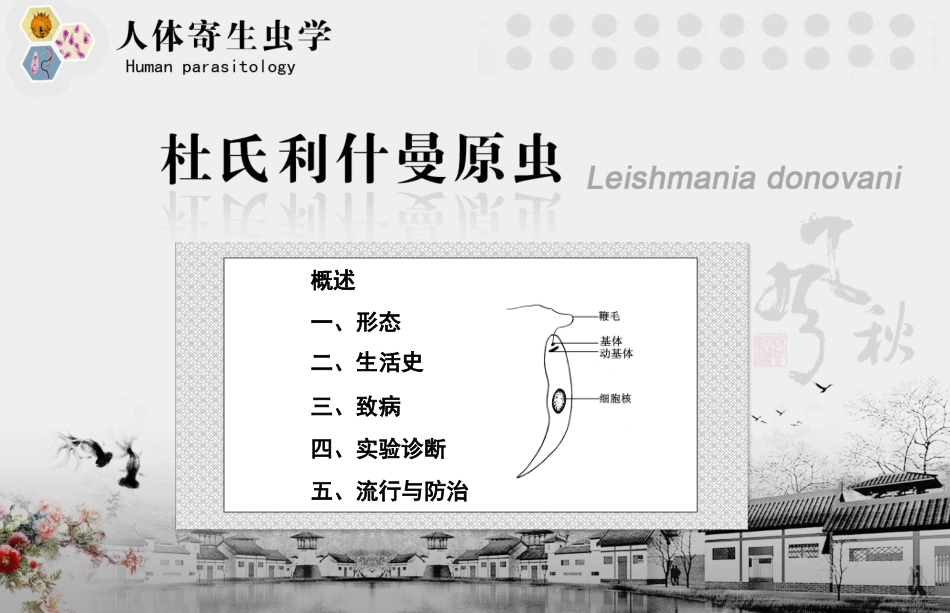 杜氏利什曼原虫_第3页