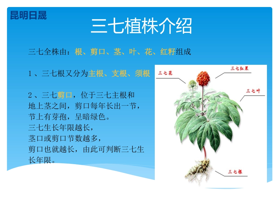 三七常见病害及综合防治_第1页