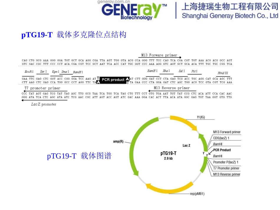 PTG19-T载体_第3页