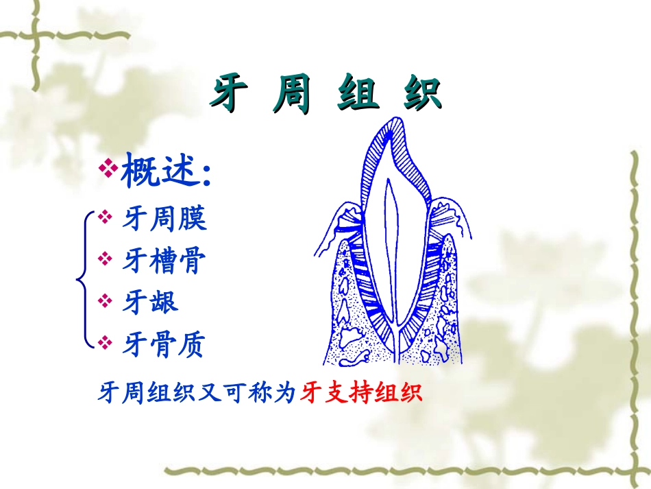 第二章 牙周组织_第3页