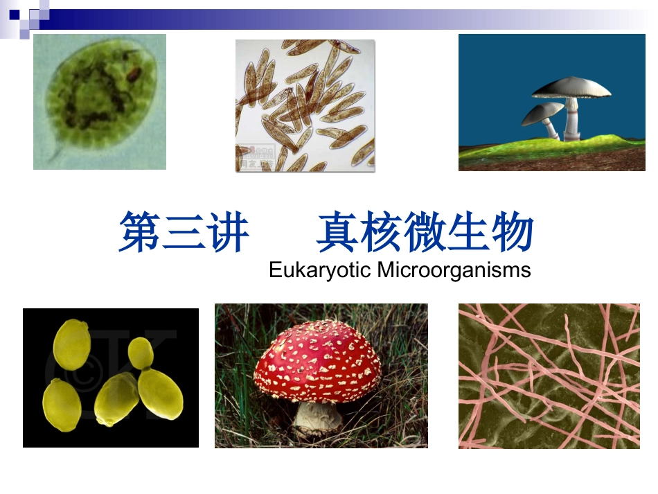 第三讲  真菌part1_第1页