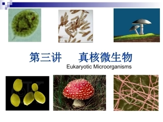 第三讲  真菌part1