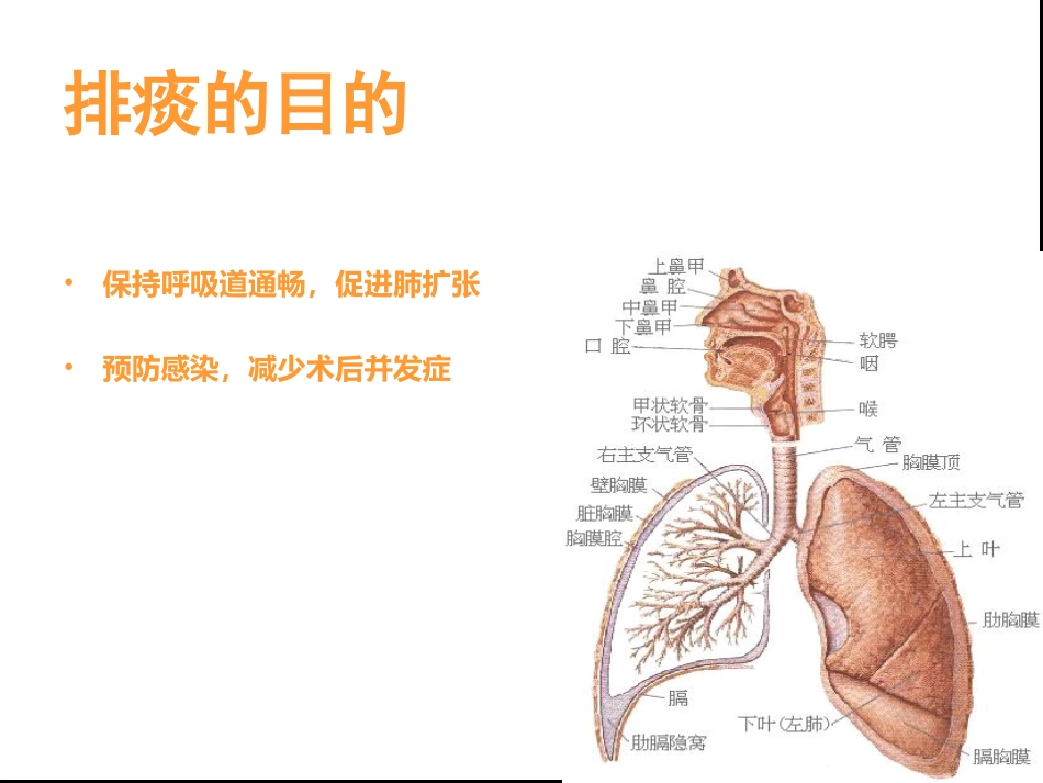 开胸术后排痰方法及排痰新理念_第3页