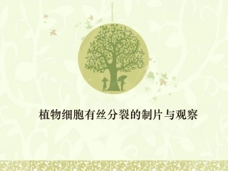 植物细胞有丝分裂的制片和观察