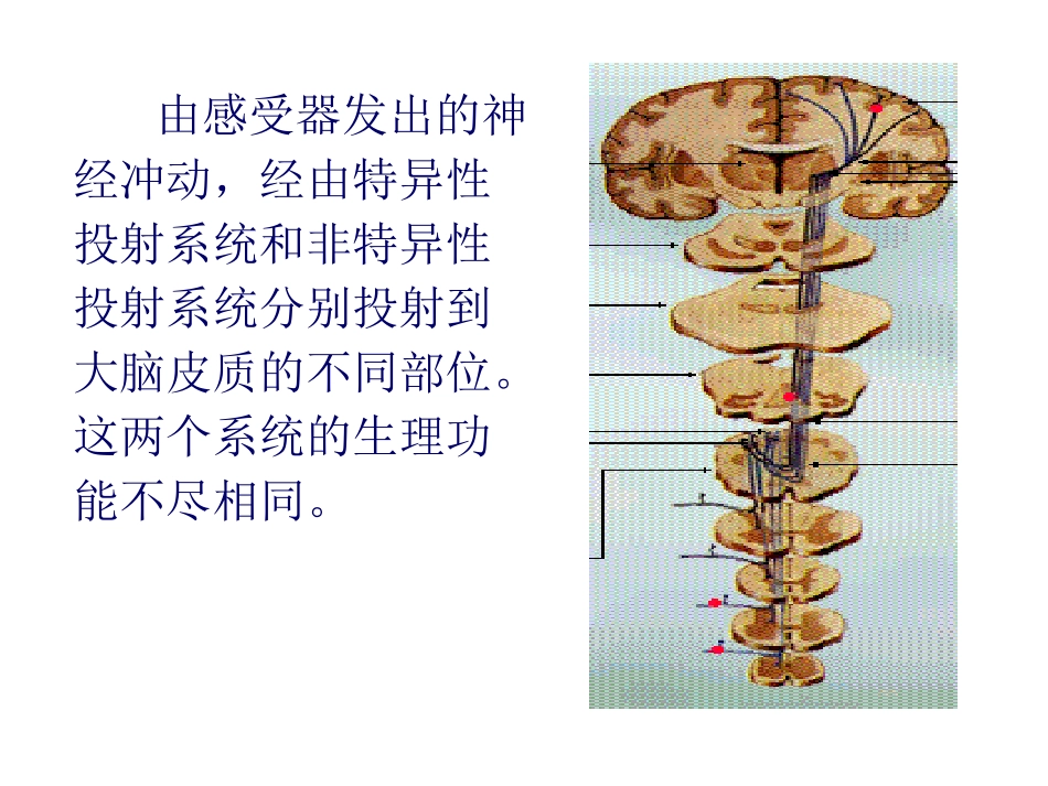 第四章 神经系统-3_第3页