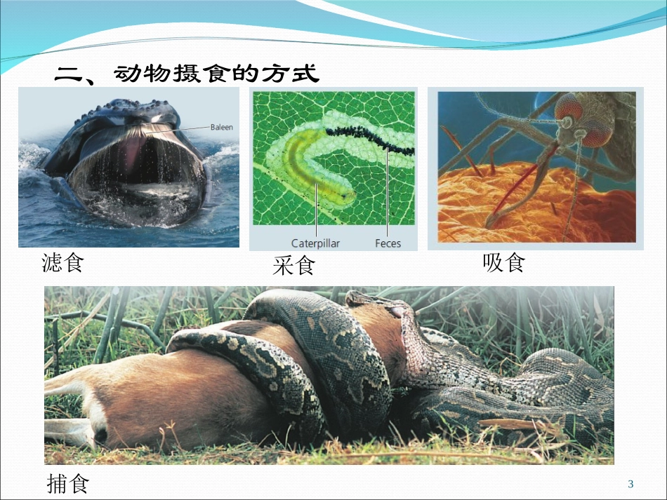 动物消化系统_第3页