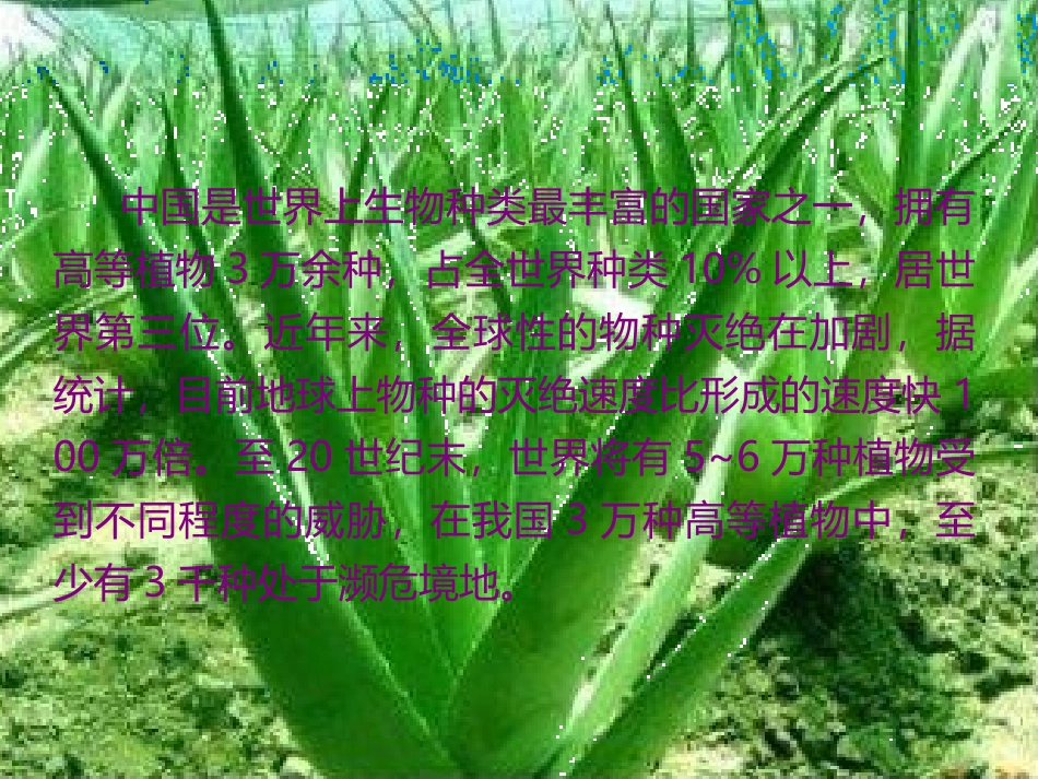 我国珍稀濒危药用植物_第2页