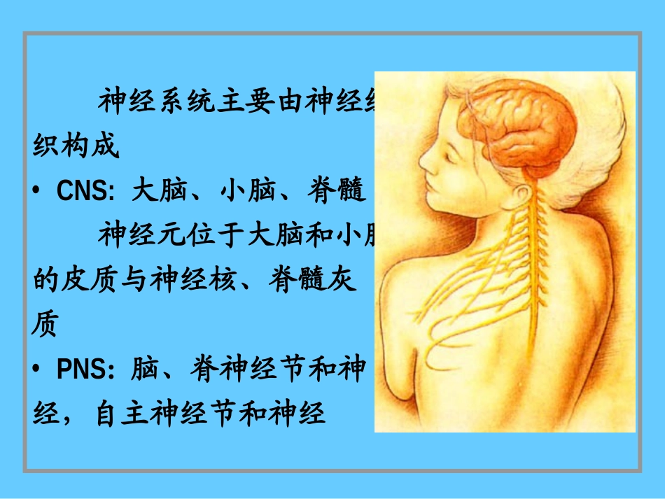神经系统PPT_第2页