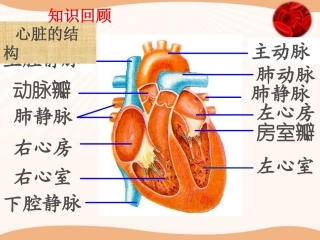 血液循环的途径
