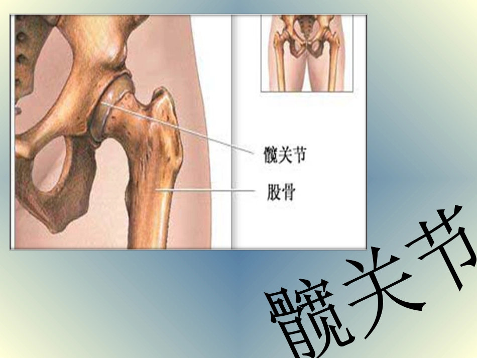 髋关节及其常见病_第1页