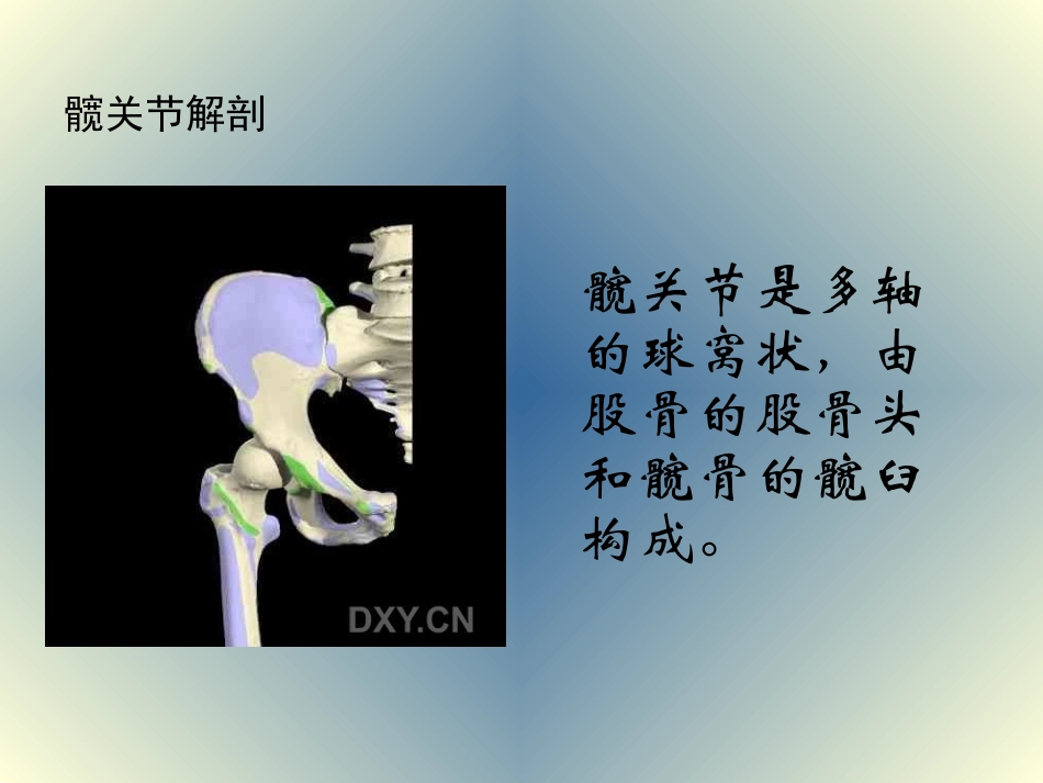 髋关节及其常见病_第3页