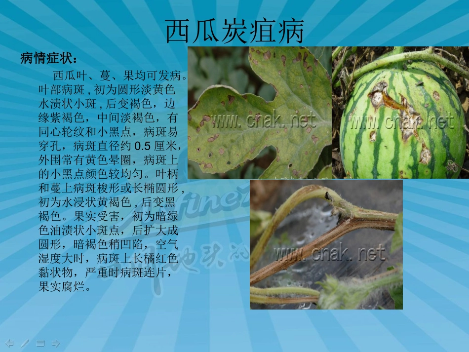 西瓜常见病害防控_第3页
