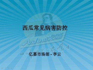 西瓜常见病害防控