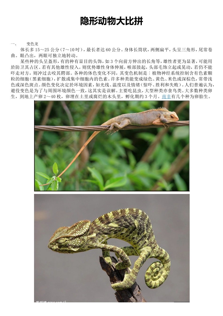 隐形动物大比拼_第1页