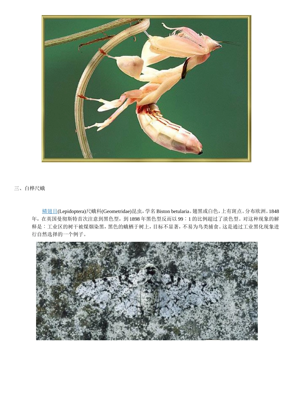 隐形动物大比拼_第3页