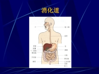 消化道出血ppt共享精品ppt