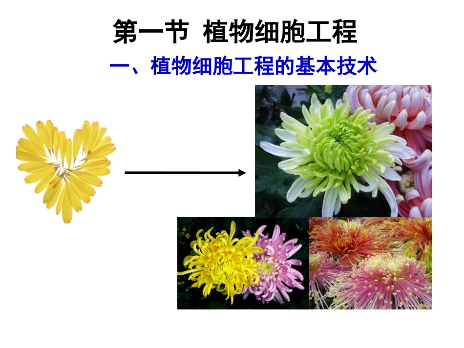 植物细胞工程_第3页