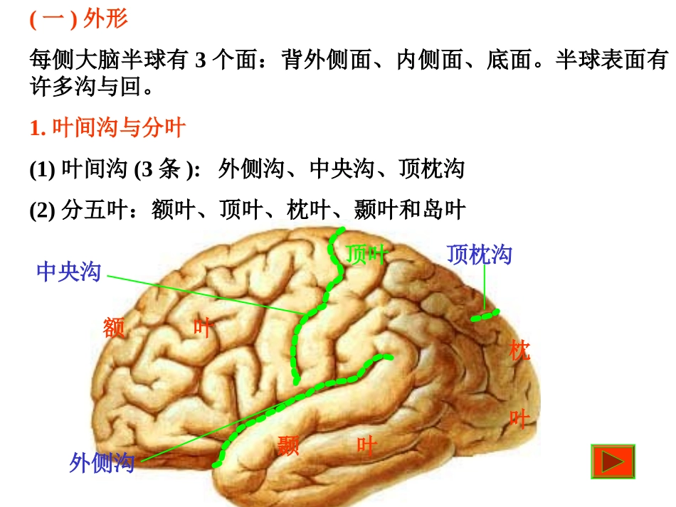 中枢神经-端脑_第2页