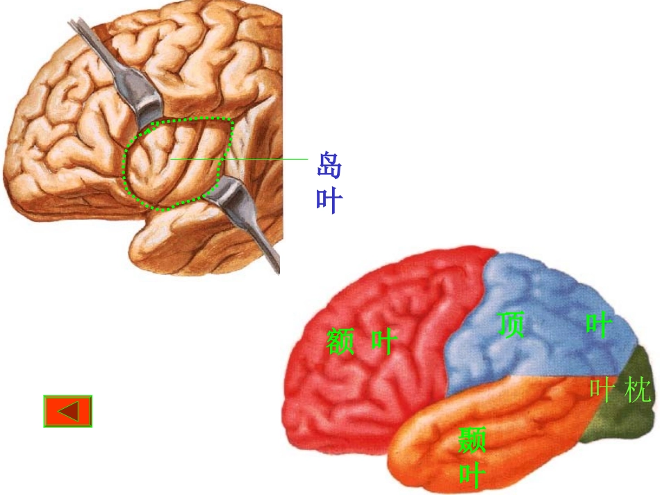 中枢神经-端脑_第3页