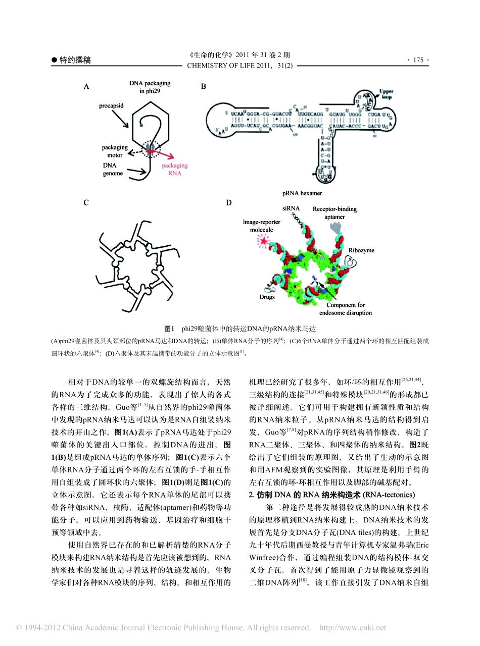 正在崛起的RNA纳米技术_第3页