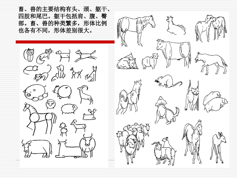 动物画法 演示文稿_第2页
