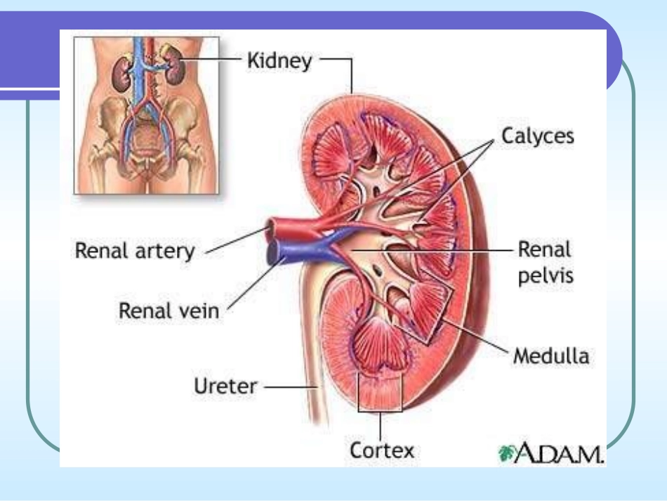 急性肾炎和肾病综合征课件_第2页