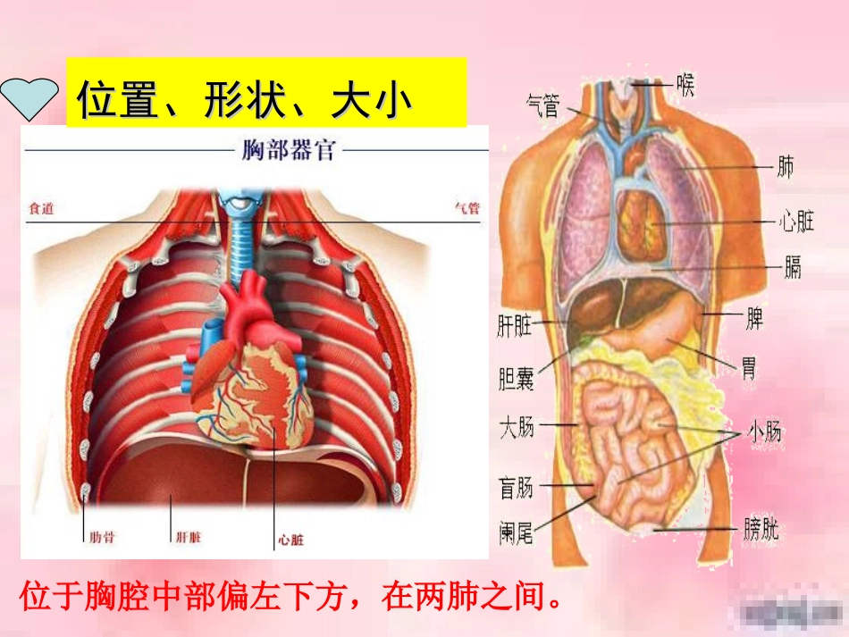 人教七年级下册第四章第三节输送血液的泵——心脏_第2页