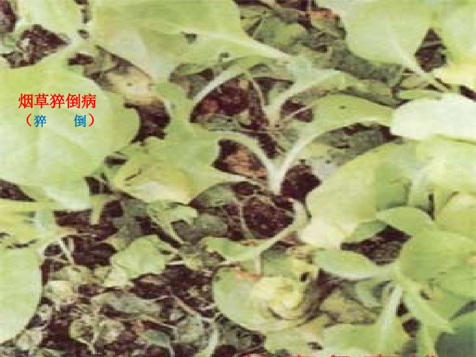 烟草病虫害图片(修改)_第3页